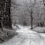 Black Tree Road Canvas Wall Art, 30"