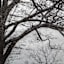Black Tree Road Canvas Wall Art, 30"