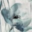 Blue Poppy Canvas Wall Art, 24x32