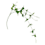 38IN L JASMINE VINE