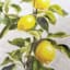 Providence Lemon Branch Table Sign, 8x10