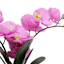 Real-Feel Orchid in Pot with Stand, 18"
