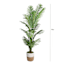 Areca Palm in Deco Basket, 6.5'