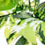 Found & Fable Potted Faux Turtle Leaf Floor Greenery, 24.5"