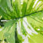 Found & Fable Potted Faux Turtle Leaf Floor Greenery, 24.5"