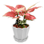 Providence Eloise White Ceramic Indoor Planter, Small