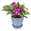 Providence Eloise Blue Ceramic Indoor Planter, 5"
