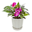 Honeybloom Indoor White Ceramic Planter, 5"