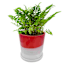 Sunny Club Indoor Red Ceramic Ombre Planter, 6"