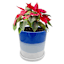 Sunny Club Indoor Blue Ceramic Ombre Planter, 6"