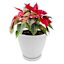 Sunny Club Indoor White Ribbed Planter, 6"