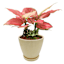 Sunny Club Indoor Yellow Ribbed Planter, 6"
