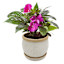 Indoor Kira Cream Planter, 4"