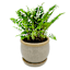 Indoor Kira Tan Planter, 4"