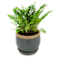 Indoor Kira Blue Planter, 4"