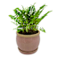 Indoor Kira Red Planter, 4"