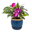 Indoor Kira Bright Blue Planter, 4"