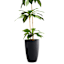 Japi All Weather Proof Black Modern Conic Outdoor Planter, Small