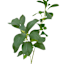 Aglaia Odorata Leaves Stem, 30.5"
