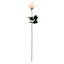 24N LT PK REAL-FEEL ROSE STEM