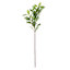 Variegated Pittosporum Stem, 30"