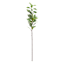 Variegated Pittosporum Stem, 30"