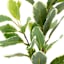Variegated Pittosporum Stem, 30"