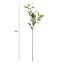 Variegated Pittosporum Stem, 30"