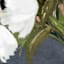 Glass Framed Floral Print Wall Art, 25x31