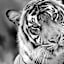 Glass Framed Tiger Print Wall Art, 27"