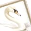 Providence Glass Framed Vintage Swan Study Wall Art, 30x18