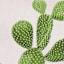 Cactus Canvas Wall Art, 12x16