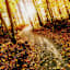 Autumn Path Canvas Wall Art, 16x20
