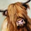 Value Fluffy Highland Cow Canvas Wall Art, 16x20
