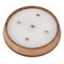 Wood Wick Citronella Candle, 28oz