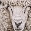 Glass Framed White Highland Sheep Paper Wall Art, 25x37
