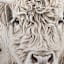 Glass Framed Highland Fluffy Cow Paper Wall Art, 25x37