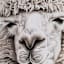 Glass Framed Highland Llama Paper Print Wall Art, 25x37