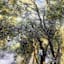 A Lane Through The Trees Canvas Wall Art, 24x36