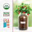 Back to Roots Windowsill Organic Strawberry Grow Kit