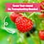 Back to Roots Windowsill Organic Strawberry Grow Kit