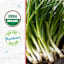 Back to Roots Heirlooms Seeds, Onion Evergreen Bunching