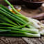 Back to Roots Heirlooms Seeds, Onion Evergreen Bunching