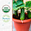 Back to Roots Heirloom Seeds, Cucumber Spacemaster