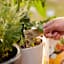 Back to Roots Organic Edible Plant Food, 1.5lb