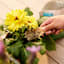 Back to Starts Organic All Purpose Plant Food, 1.5lb