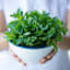 Back to Roots Heirlooms Seeds, Mint Peppermint