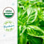 Back to Roots Heirloom Seeds, Sweet Basil
