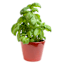 Back to Roots Heirloom Seeds, Sweet Basil