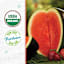 Back to Roots Heirloom Seeds, Watermelon Sugar Baby
